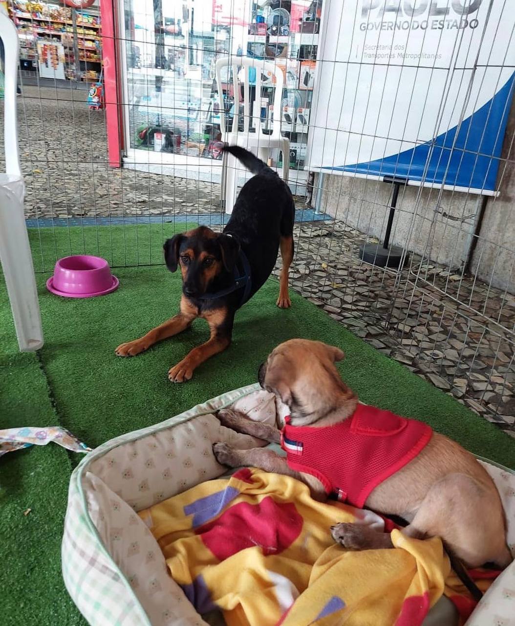 Feira de adoção da ONG Cão Sem Dono nas estações do Metrô