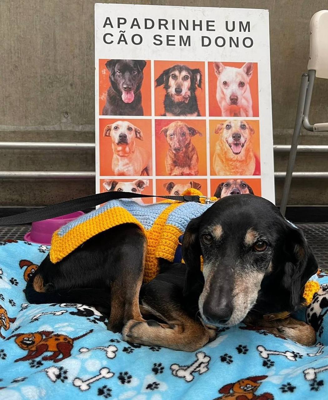 Feira de adoção da ONG Cão Sem Dono nas estações do Metrô