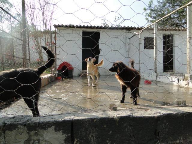 Sítio da ONG Cão Sem Dono, em Itapecerica da Serra