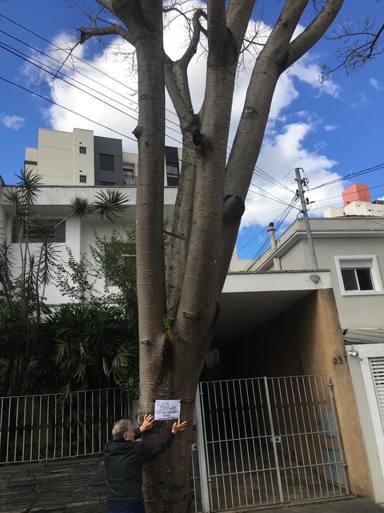 A árvore alvo de reclamações de moradores na Vila Mariana