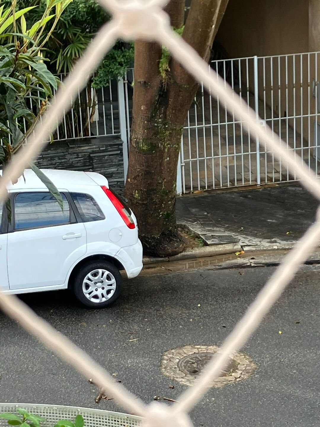Árvore sob risco de queda na Vila Mariana