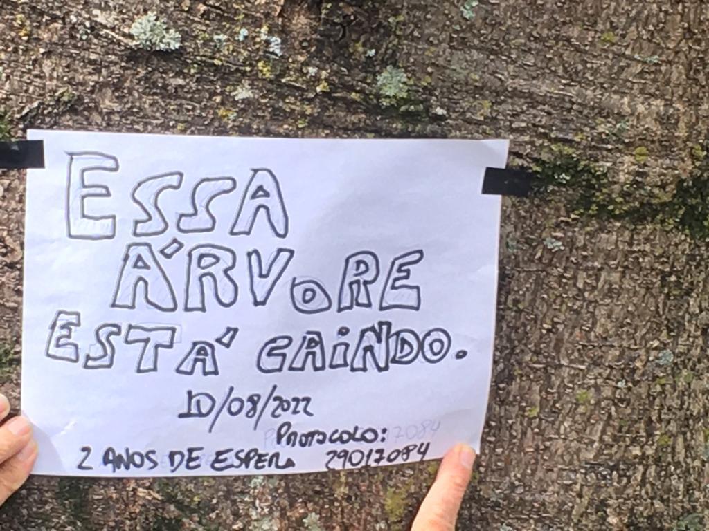 Árvore da discórdia na Vila Mariana