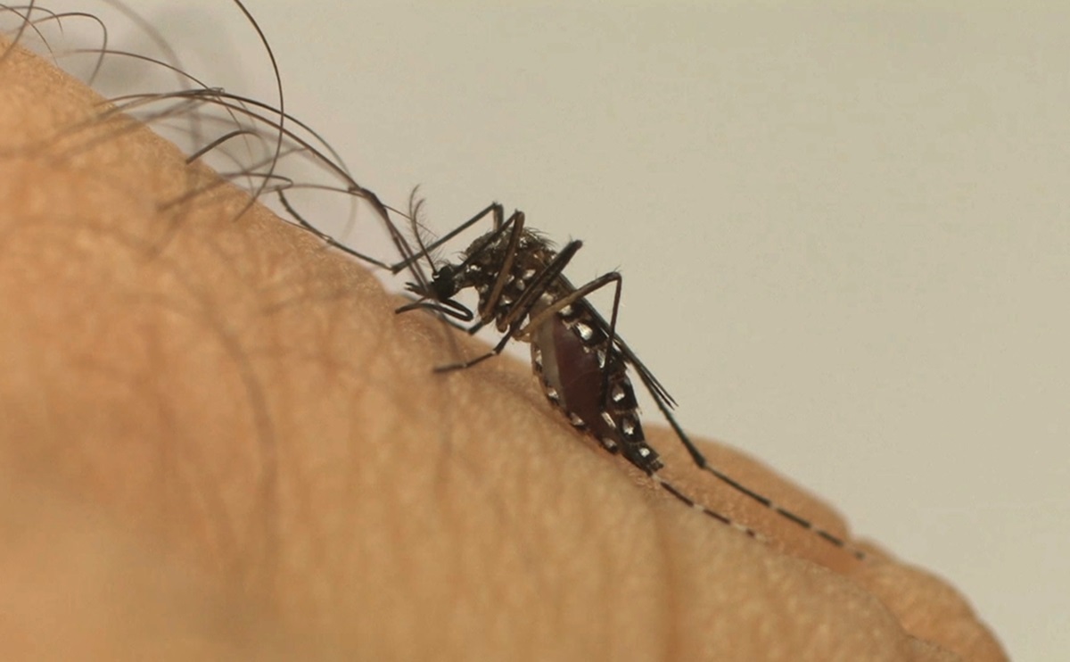 Mosquito causador da dengue, entre outras doenças