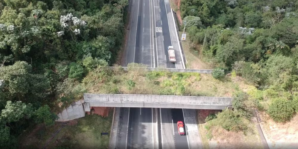 São 17 passagens de fauna ao todo na rodovia