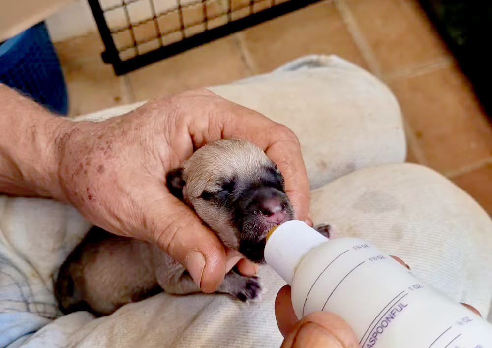 Filhotes de cães são resgatados após serem abandonados dentro de saco de lixo em Itapetininga  