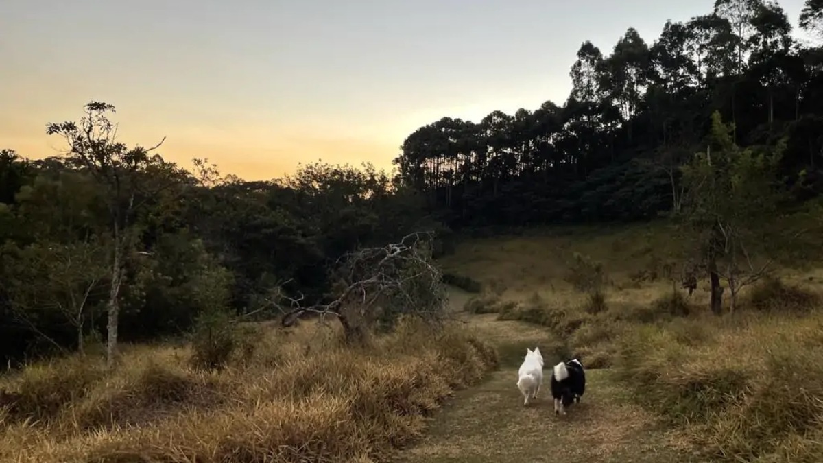 A Gaia Viva organiza trilhas guiadas, perfeitas para uma caminhada com seu cão. Foto: Divulgação/Pousada Gaia.