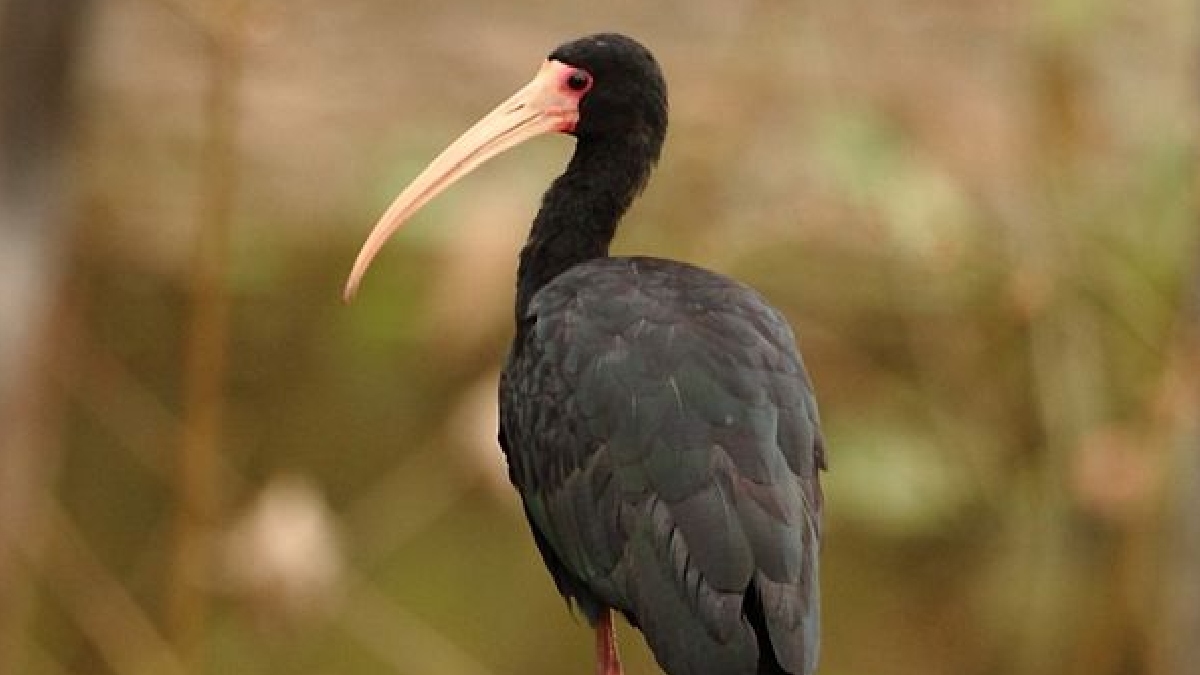O também biólogo e guia de observação de aves, Miguel Malta Magro, que mora em Santo André, revelou que a ave também se espalhou pela cidade onde mora - (Murray Foubister/Wikimedia Commons)