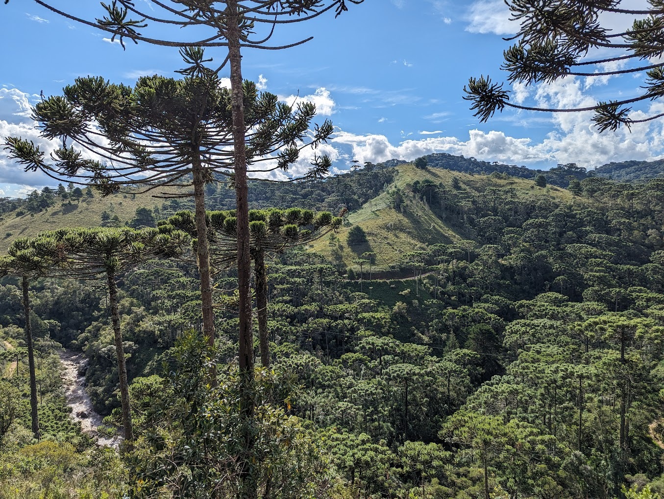 O Parque Estadual dos Mananciais de Campos do Jordão, também conhecido como Horto Florestal, é um dos pontos mais famosos da cidade, o principal para o ecoturismo. Ele fica em uma área protegida de Mata Atlântica e abriga opções importantes da fauna e flora nativas da região, como mais de 186 espécies de aves, e outros animais ameaçados de extinção, como a onça-parda e a jaguatirica - (Foto: Katia Yendo/Google Reviews)