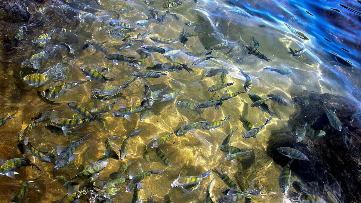 Cardume de peixes sargentinhos, típicos em Ilhabela. Foto: LucasZanetti / CC BY-SA 4.0