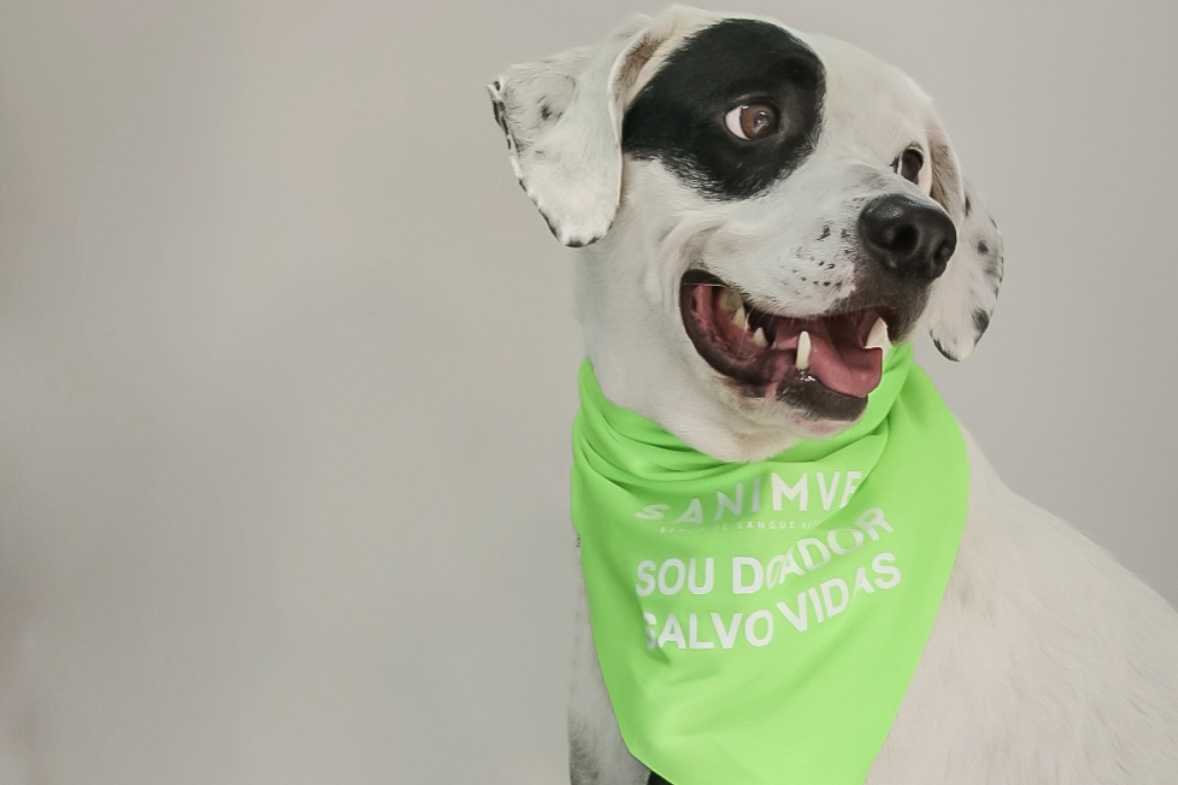Durante o evento, os pets doadores ganharão brindes e exames gratuitos. Foto: Divulgação