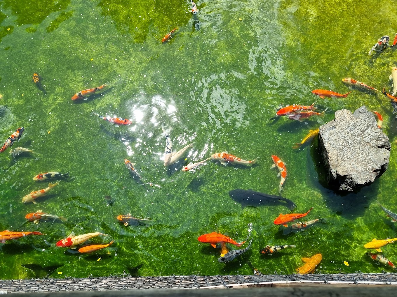 Um dos lugares mais visitados do local é o ultra tranquilo Lago das Carpas, que recebeu as primeiras carpas coloridas (nishikigoi) na década de 1970, por iniciativa da Associação Brasileira de Nishikigoi com capacidade para cerca de 100 mil litros de água, abriga cerca de 320 carpas - (Ilsandra Lima/Google Reviews)