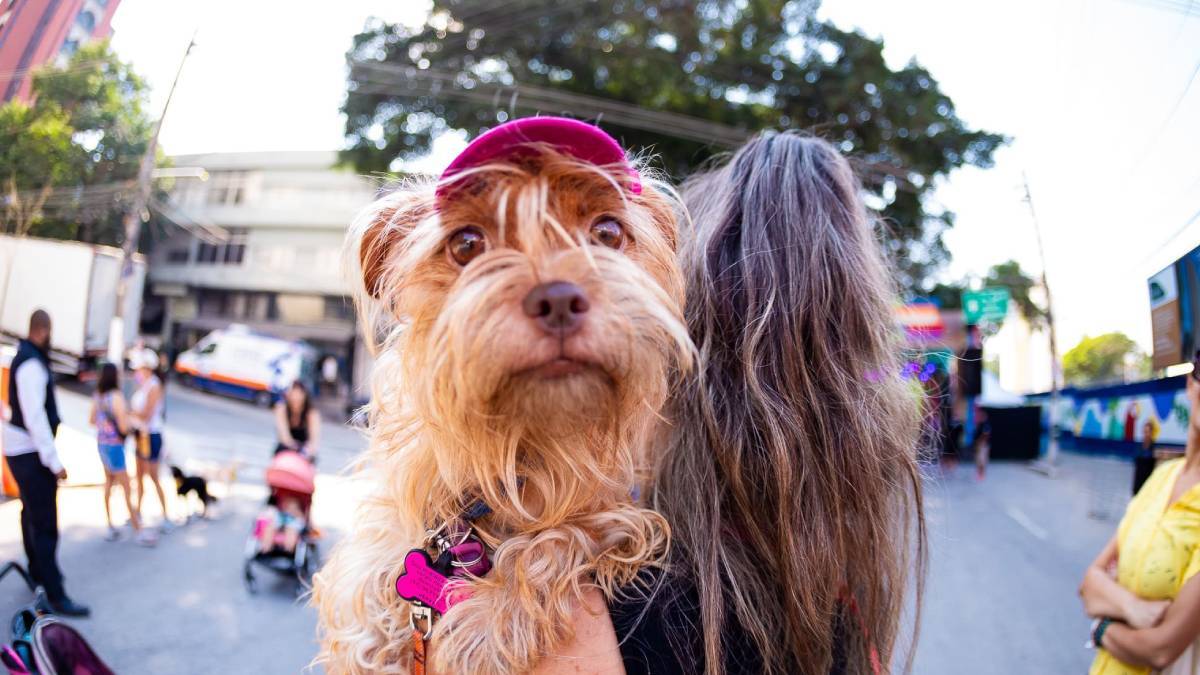 A concentração para o passeio será às 9h30, na esquina da rua Francisco Leitão com a rua dos Pinheiros, e a saída será às 10h. Foto: @julio.jotac/Divulgação Festival Pinheiros