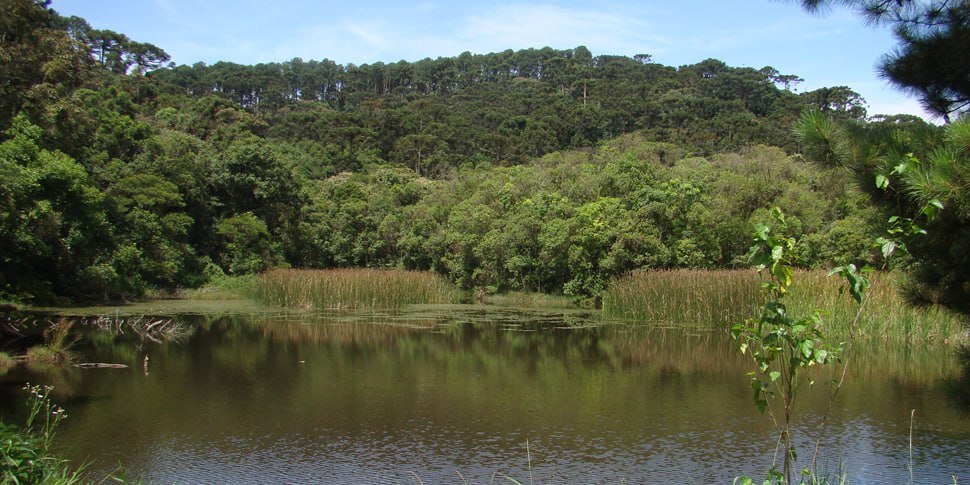Criado em 1963, o espaço possui uma área de 7.916,52 hectares, dividido em quatro núcleos, que abrangem os municípios de São Paulo, Guarulhos, Mairiporã e Caieiras - (Divulgação/SEMIL)