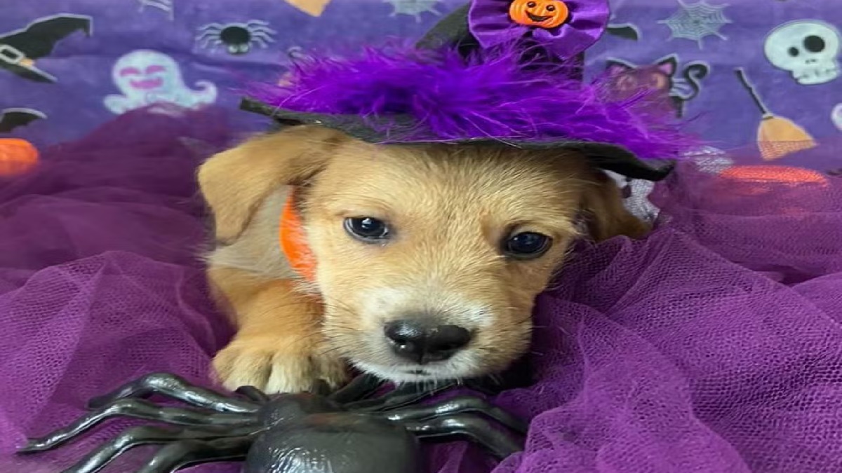 Cães e gatos participaram do ensaio fotográfico especial no clima do Halloween. Divulgação/Prefeitura de Bertioga
