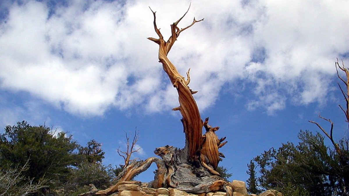 Agora se não colocarmos a clonagem como valores de contagem, um indivíduo de uma espécie de pinheiro americana, a Pinus Longaeva, conseguiu chegar a 4.846 anos. Foto: Wikimedia Commons