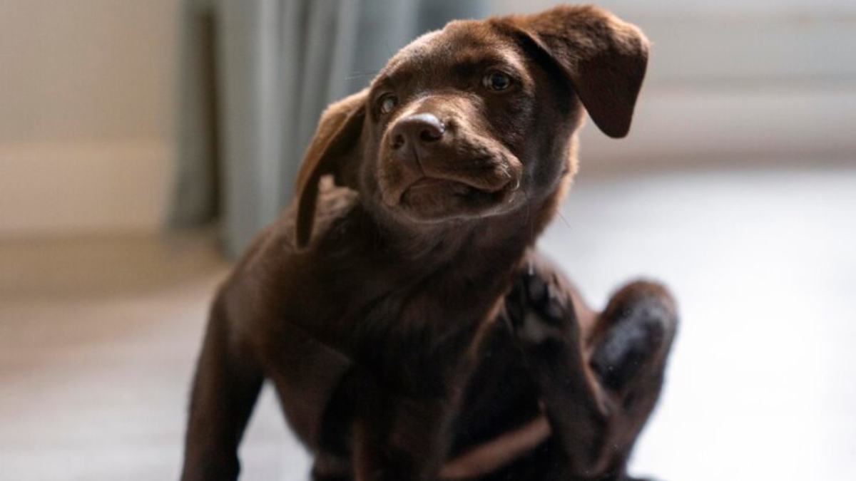 A coceira intensa é um dos sinais mais comuns de infestação em pets, causada pela saliva das pulgas, que pode desencadear uma reação de hipersensibilidade. Foto: Freepik