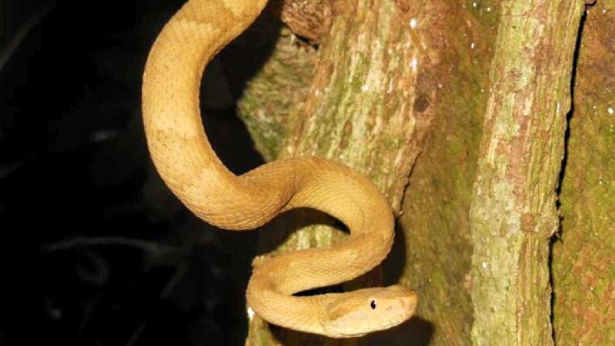 Há poucos roedores e outras presas, que são o alimento principal da jararaca-ilhoa (Bothrops insularis), na ilha. Com isso, o veneno da espécie no local acabou ficando mais forte. A espécie, além disso, está ameaçada de extinção - (Fabiano Andrade/Instituto Butantan)