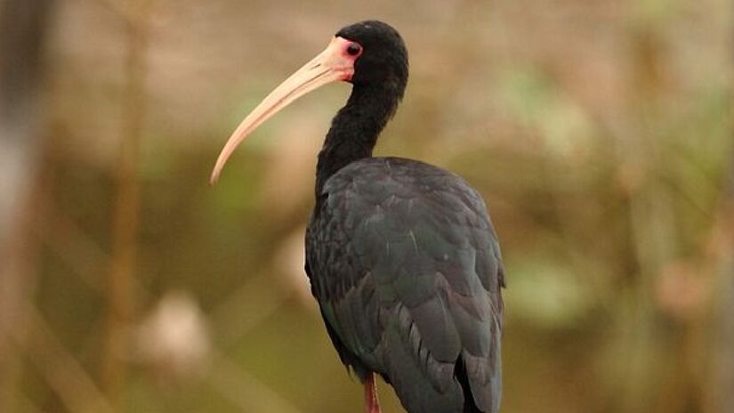 O também biólogo e guia de observação de aves, Miguel Malta Magro, que mora em Santo André, revelou que a ave também se espalhou pela cidade onde mora - (Murray Foubister/Wikimedia Commons)