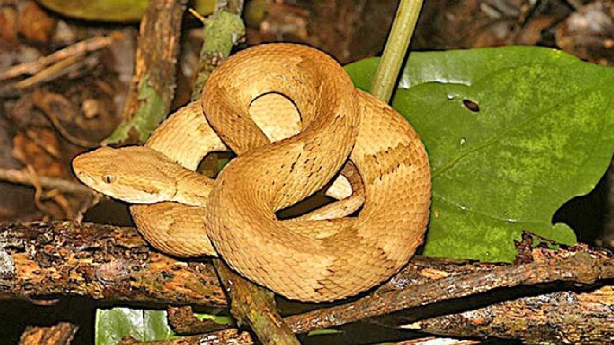 Além disso, o local é o único habitat da jararaca-ilhoa (Bothrops insularis), espécie considerada uma das cobras mais perigosas no Brasil. Na Ilha das Cobras há cerca de 45 serpentes por hectare - (Otávio Marques/Instituto Butantan)