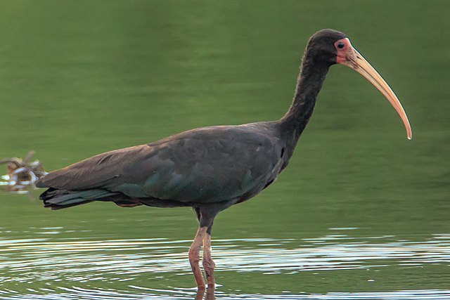 Com a diminuição de florestas cada vez mais agravada com o passar dos anos, e, consequentemente, o aumento de áreas mais abertas e desmatadas, cada vez torna-se mais comum encontrar os tapicurus. A ave é vista com frequência em gramados, praias, poças, valas e canais - (Hector Bottai/Wikimedia Commons)