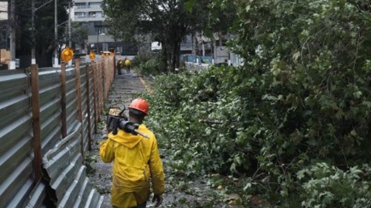 Projeto prevê a derrubada de 172 árvores /Foto: Reprodução/Redes sociais