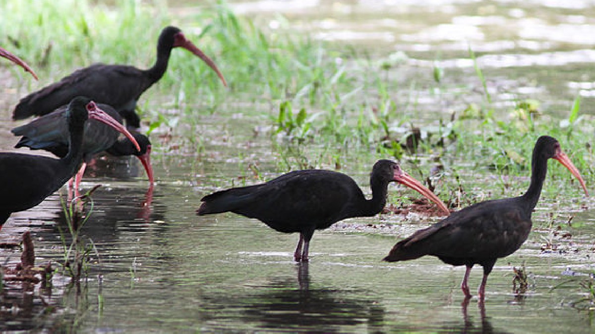 Uma espécie de ave se espalhou pelo litoral de São Paulo e parece disposta a dominar o mundo. Trata-se do Tapicuru (Phimosus infuscatus), que dominou a Baixada Santista - (Ron Knight/Wikimedia Commons)