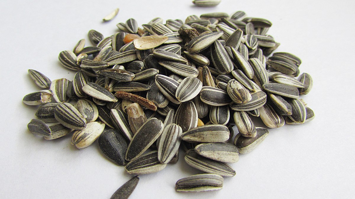 As sementes de girassol são uma excelente fonte de vitamina E, um potente antioxidante que protege as células do corpo contra radicais livres e danos causados por radiações e substâncias tóxicas. Foto: Pxhere