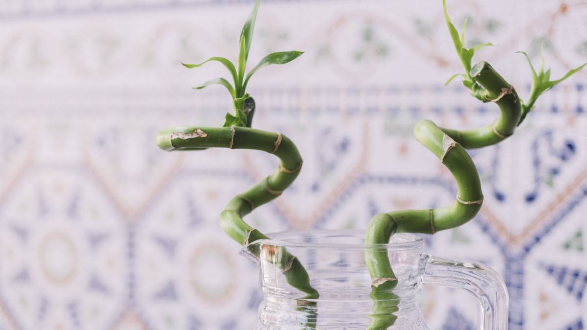 Bambu-da-sorte é muito utilizada no Feng Shui. Foto: Freepik
