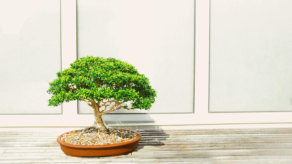 Dentro de casa, o bonsai pode trazer estagnação e pobreza - Foto: Todd Trapani/Pexels