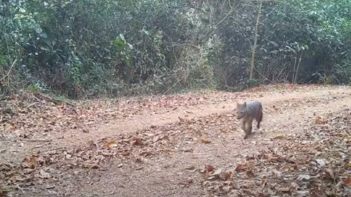 Cachorros-do-mato foram registrados caminhando pela floresta. Foto: Reprodução/Youtube