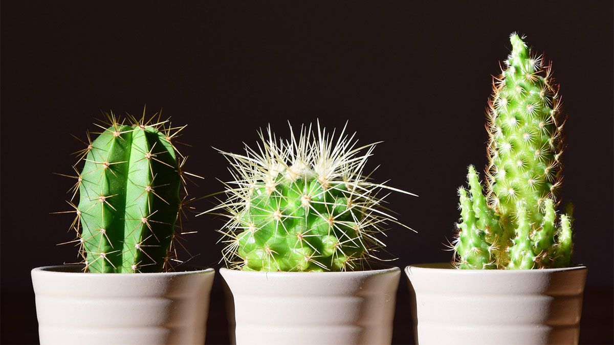 Se colocados no quarto, os cactos podem trazer dificuldade para dormir - Foto: Leopictures por Pixabay