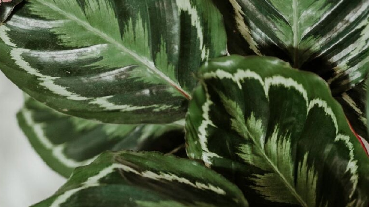 Calathea: Ideal para colocar em cozinhas e banheiros, esta planta gosta de locais que possuem maior umidade e sem luz solar direta. A Calathea é uma planta purificadora do ar, suas folhas grandes absorvem umidade do ar e também ajudam na purificação do ambiente - (Unsplash)