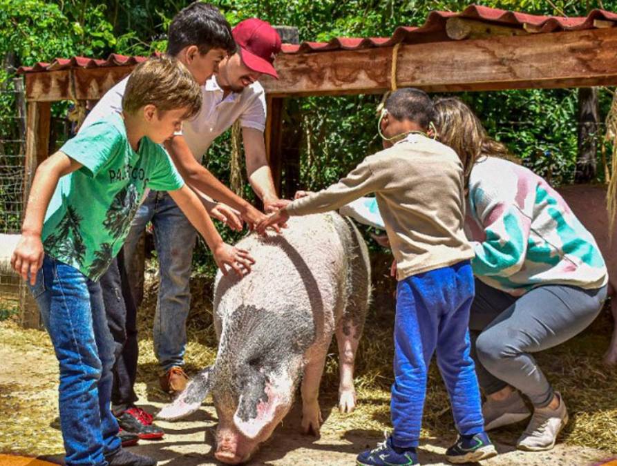 Natureza Conecta promove a interação com os bichos, o que permite criar vínculos, propor oportunidades de autoconhecimento e descobertas. Foto: Divulgalção