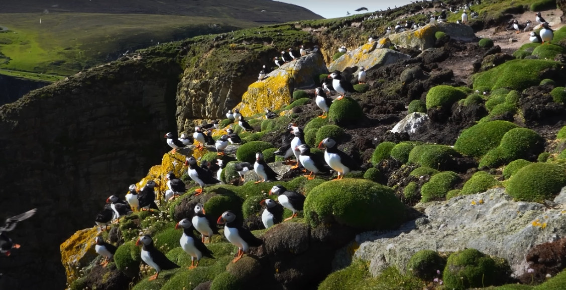 Isolada e habitada por apenas 70 pessoas, Ilha Fair, na Escócia, encanta os amantes da natureza com sua abundância de aves e paisagens intocadas. É um verdadeiro refúgio para quem busca paz e conexão com a vida selvagem. Foto: Reprodução/Youtube