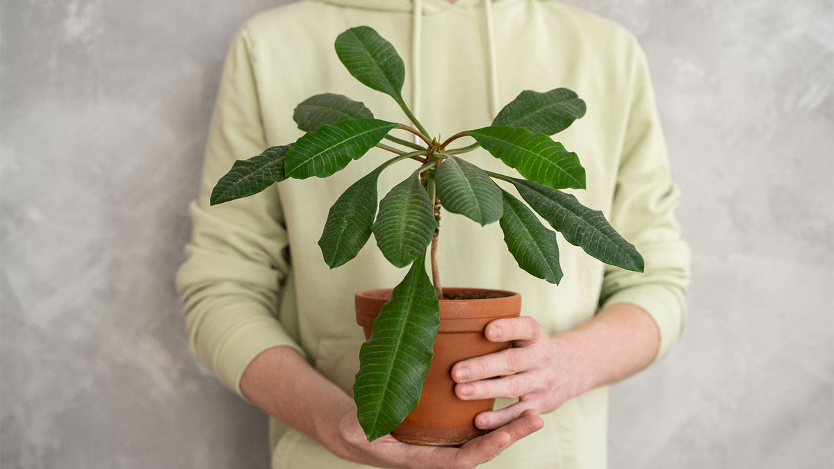 Quando cultivada dentro de casa, a figueira pode interferir no crescimento profissional - Foto: Freepik