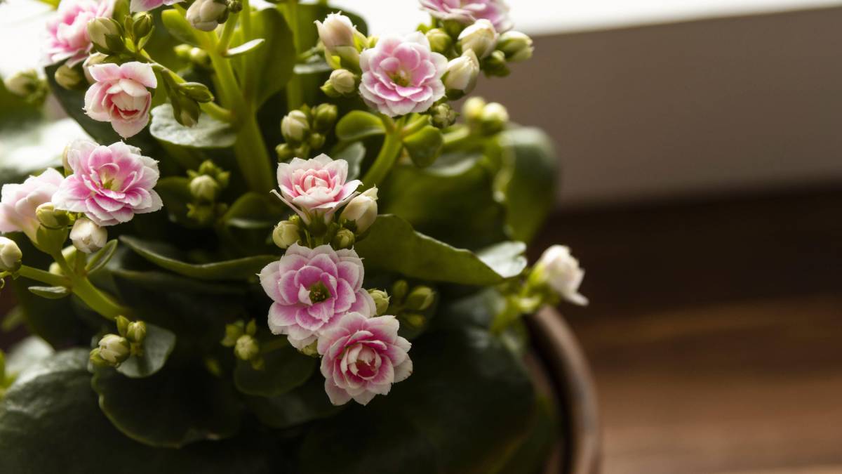 A Flor-da-fortuna é fácil de cuidar e atrai boas energias. Foto: Freepik