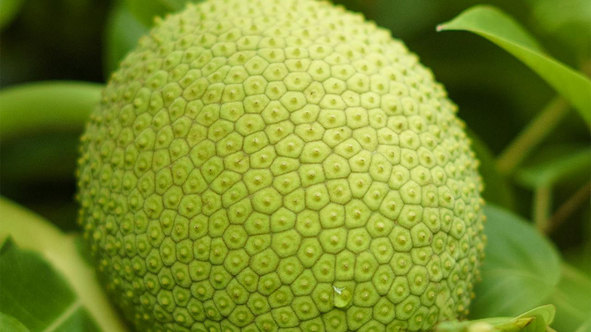 Rica em fibras, minerais e vitaminas, a fruta-pão pode trazer vários benefícios para a saúde - Foto: Xuân Thống Trần por Pexels