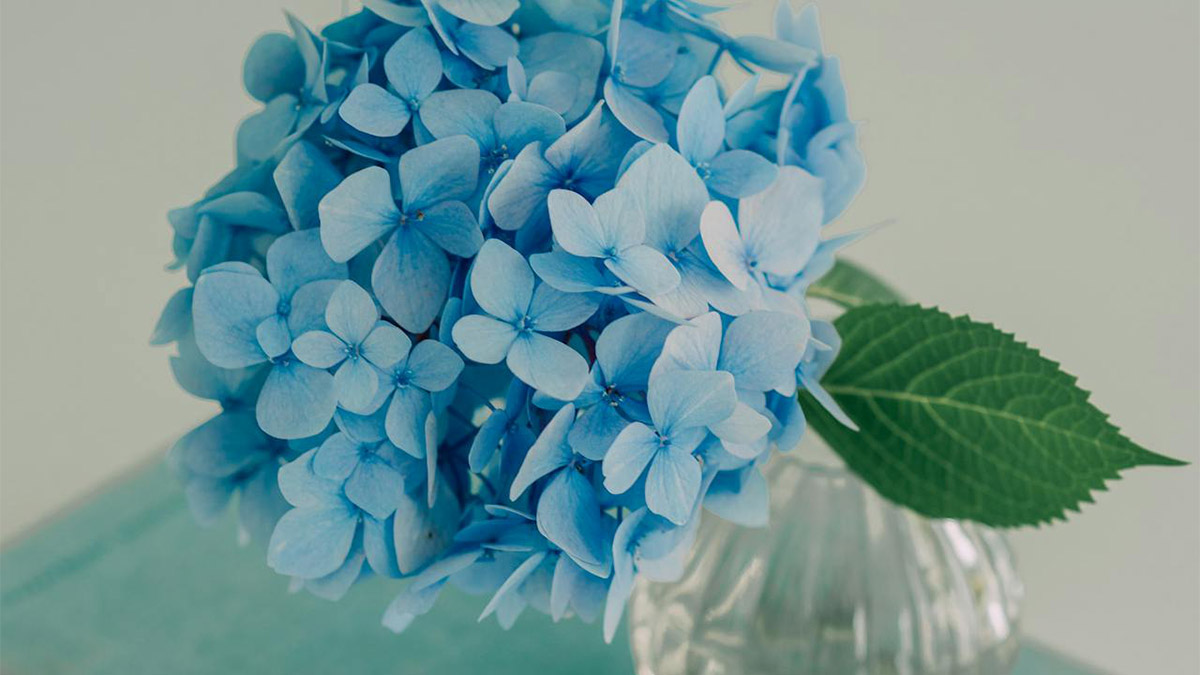 A hortênsia pode gerar dificuldades em relacionamentos - Foto: Larissa Farber/Pexels