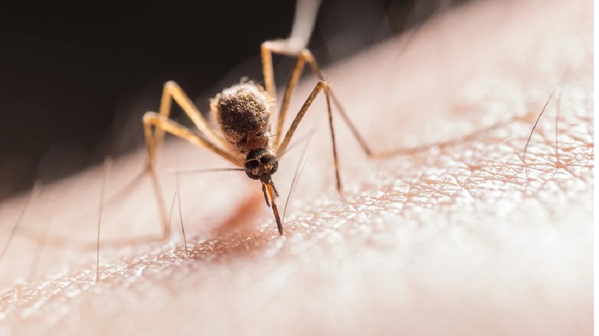 Um dos principais pontos da experiência foi da descoberta de que é possível investir na criação de novos produtos que possam mascarar ou alterar certos odores humanos, tornando mais difícil para os mosquitos encontrar sangue humano e potencialmente reduzindo a propagação de doenças - (Jimmy Chan/Pexels)