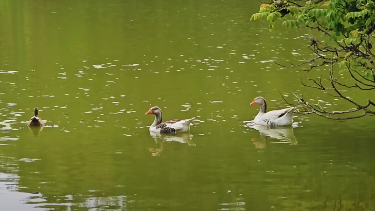 As fontes de água mineral estão localizadas no Parque das Águas, um ponto turístico que mistura ciência e crenças sobre poderes curativos. Essas águas também possuem propriedades diuréticas, auxiliando na eliminação de toxinas.
