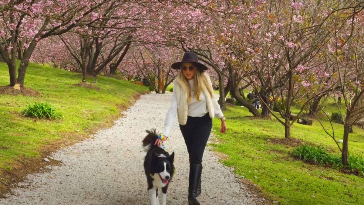 Campos do Jordão está na Serra da Mantiqueira. A cerca de 180 km de São Paulo, é um refúgio para todas as estações.