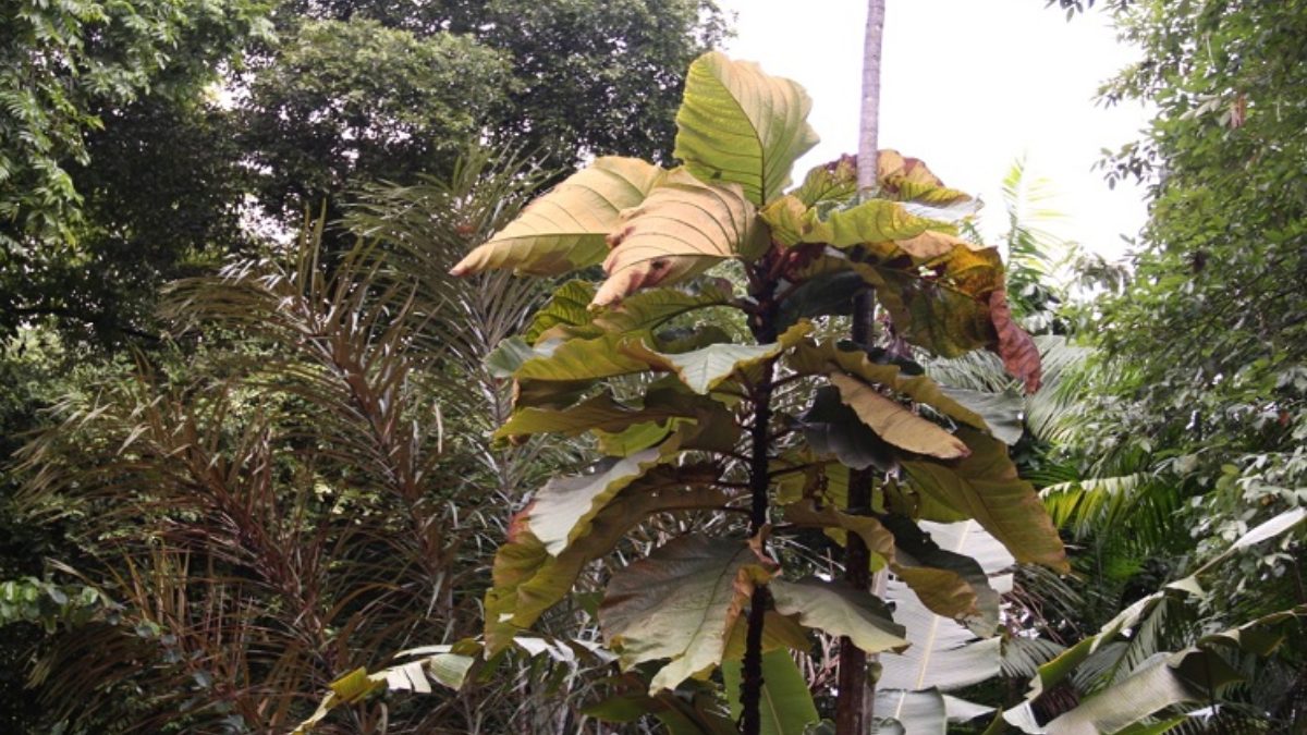 Na Floresta Nacional do Jamari, em Rondônia, foram catalogadas duas folhas colossais, com dimensões de 2,50m x 1,44m e 2,10m x 1,32m. Foto: Divulgação/INPA