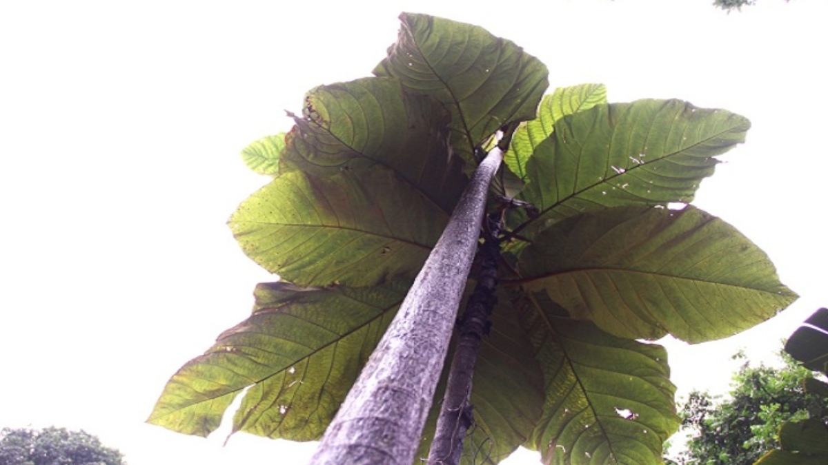 Sua conservação é crucial não apenas para a biodiversidade da Amazônia, mas também para ampliar nosso conhecimento sobre o ecossistema do planeta. Foto: Divulgação/INPA