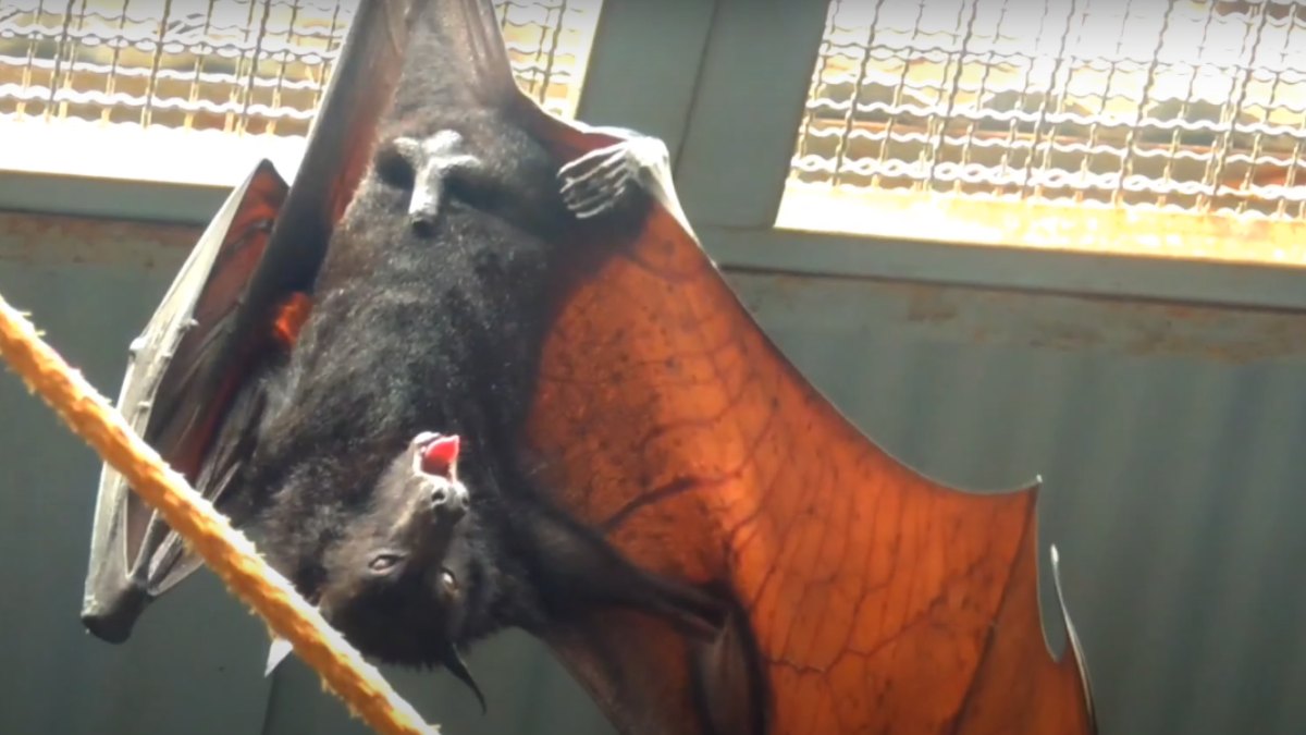 Um dos espaços mais curiosos do Aquário é o tanque dos morcegos gigantes. Essas criaturas da Indonésia podem ter uma envergadura de até 1,80 metro.