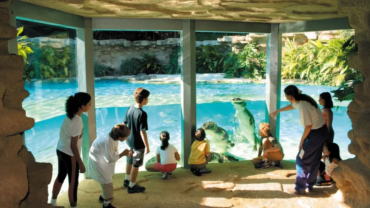 Bio Planeta - A visita é até um aquário com 21 espécies de peixes fluviais brasileiros (incluindo tucunarés, cacharas, piranhas) e um jacaré-do-papo-amarelo. As crianças estão liberadas para fazerem carinho no animal - (Divulgação)