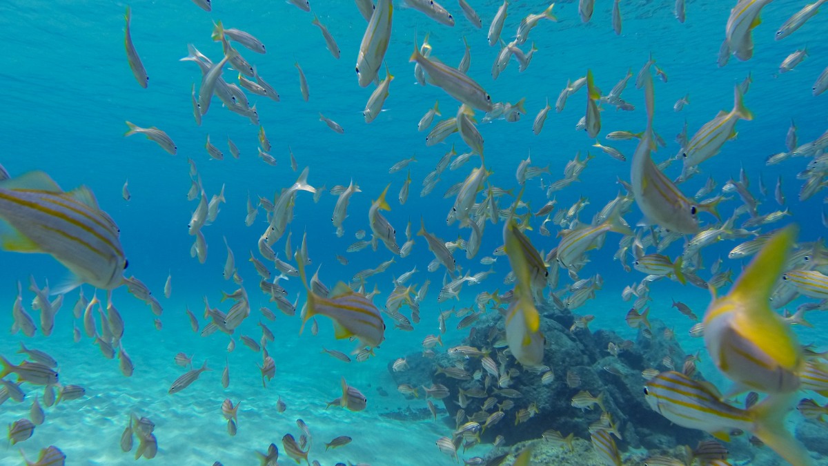 A preservação rigorosa da região, gerida pelo Instituto Chico Mendes de Conservação da Biodiversidade (ICMBio), garante um ambiente intocado, onde a vida marinha é abundante. Foto: Wikimedia Commons
