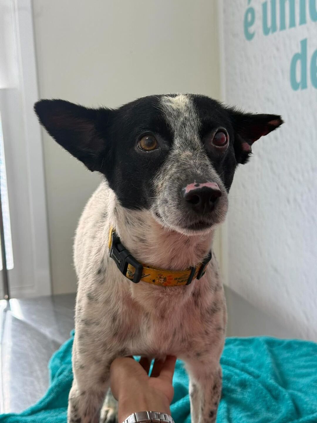 Branquelo, em foto tirada nesta quarta (5/2)/Divulgação