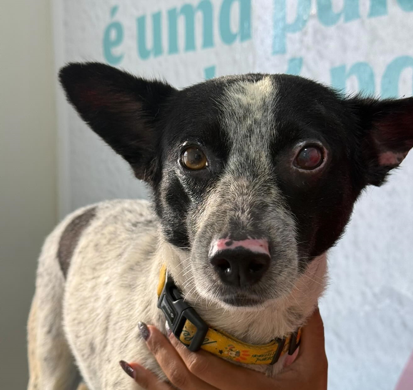Branquelo, em foto tirada nesta quarta (5/2)/Divulgação