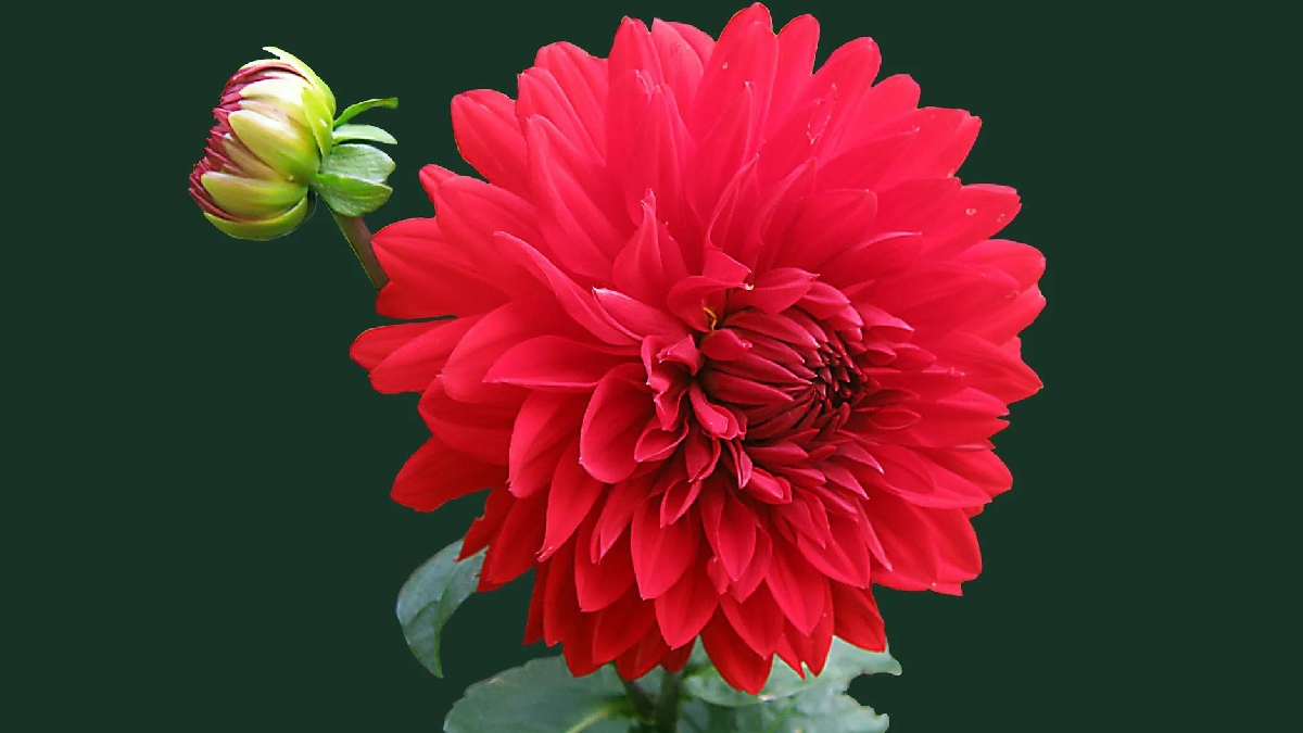 Dália: É originária do México, onde é ainda mais popular. Quando adulta, a planta chega a atingir até 1,50 metro. Significa "do Vale" ou "bela flor", simbolizando união, pertencimento e beleza - (Pixabay)
