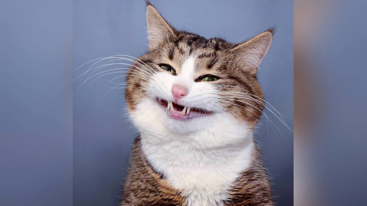 O gatinho de 11 anos cativa internautas com sua aparência marcante e por sua expressividade.